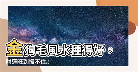 金狗毛風水|室內植物怎麼挑？金狗毛、龜背芋等5 種常見植栽推薦與照顧方式。